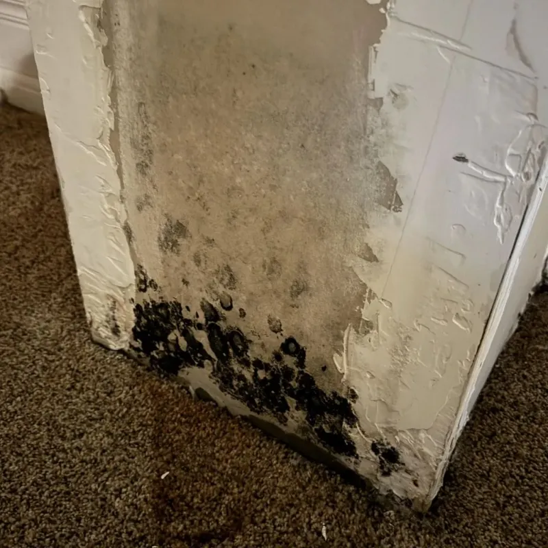 Professional Mold Removal in Barboursville, WV